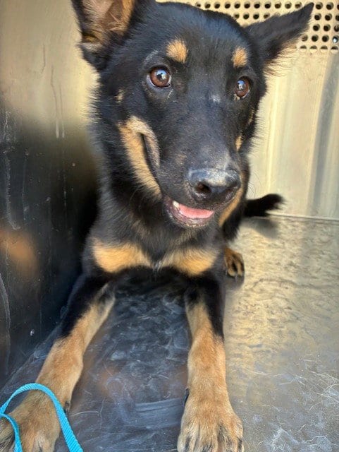 Photo of Costco, adoptable German Shepherd Dog in Phoenix, Arizona