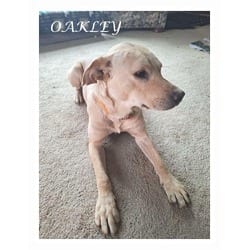 Photo of Oakley, adoptable Labrador Retriever Husky in Melbourne, Arkansas