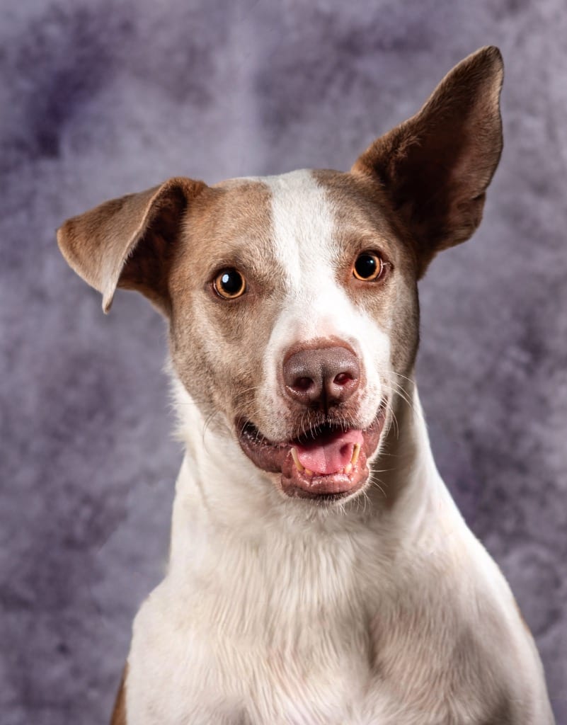 Photo of Fenric (Tucker), adoptable Mixed Breed in Ocala, Florida