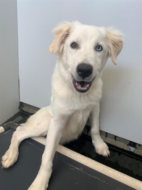 Photo of Baron, adoptable Great Pyrenees in Fayetteville, North Carolina
