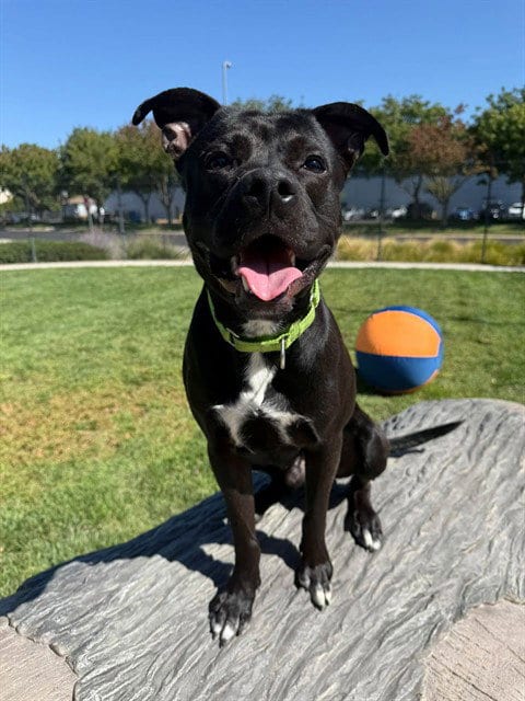 Photo of Barnabas, adoptable American Pit Bull Terrier in Elk Grove, California