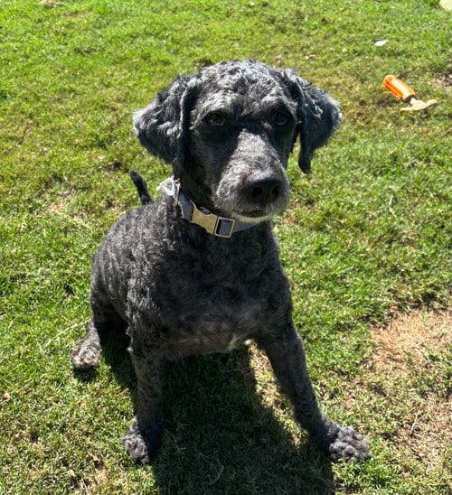 Photo of Watson, adoptable Poodle (unknown type) in Little Elm, Texas