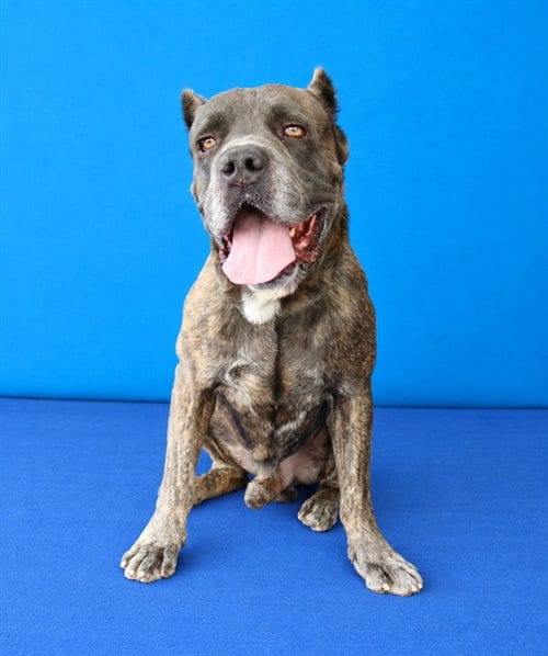Photo of Fezzik, adoptable Cane Corso Mastiff in Baldwin Park, California