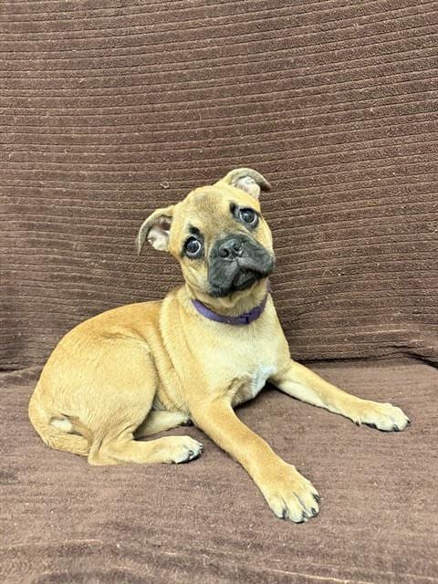 Photo of Kitkat, adoptable Pug in Castaic, California