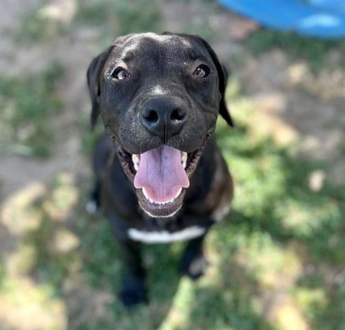 Photo of Midnight, adoptable German Shepherd Dog in Riverside, California