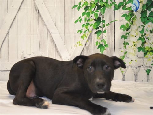 Photo of Dyno, adoptable Labrador Retriever in Oroville, California