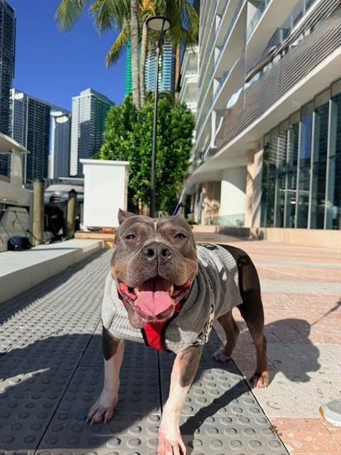 Photo of Luna, adoptable American Bulldog in Miami, Florida