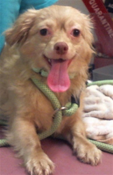Photo of Benji, adoptable Chihuahua in Santa Maria, California