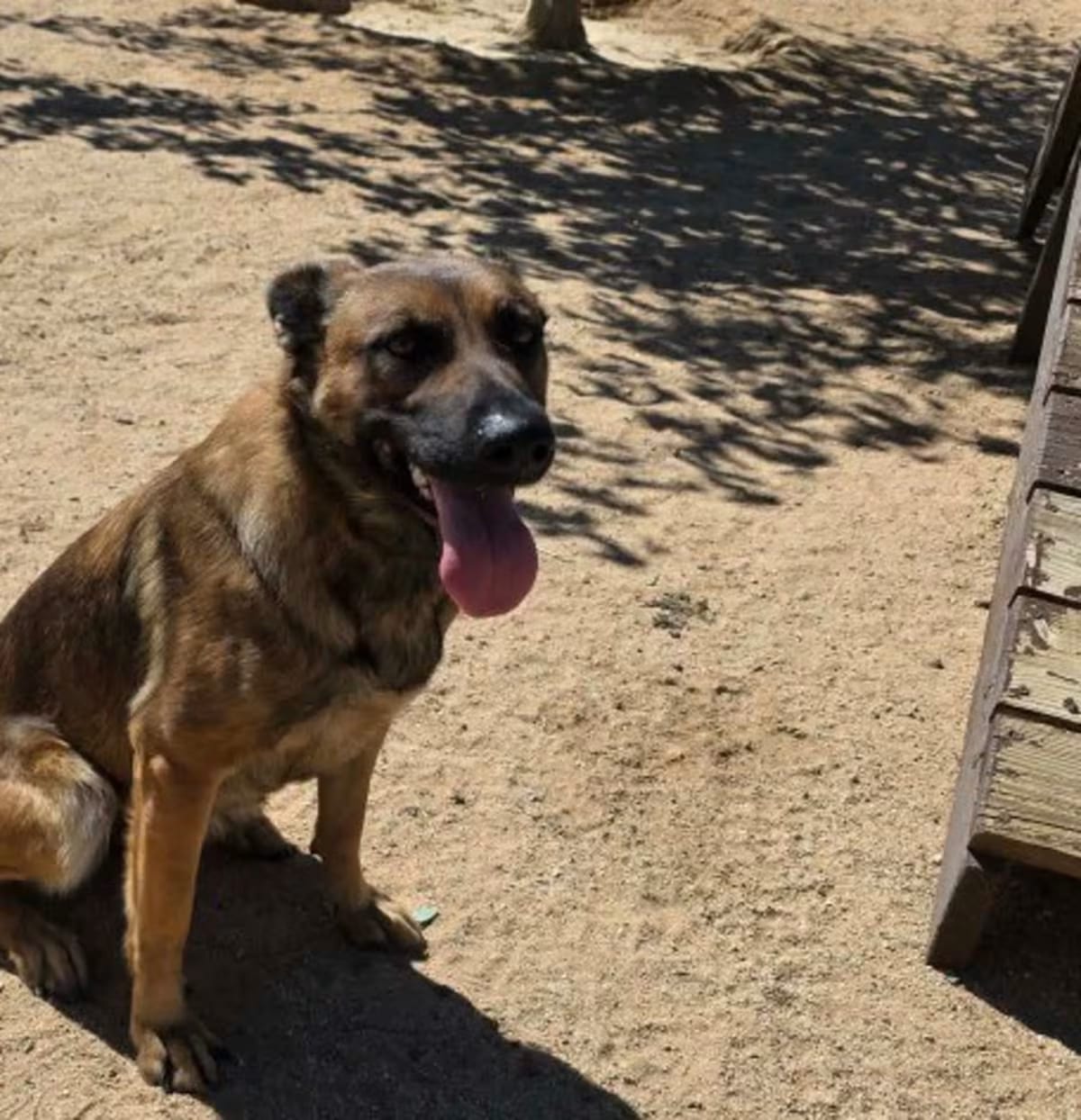 Photo of Bingo, adoptable Belgian Malinois German Shepherd Dog in California City, California