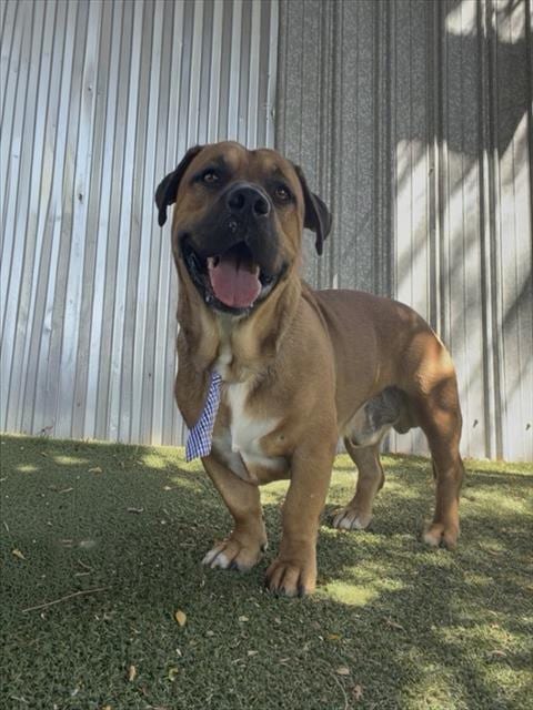 Photo of Baxter, adoptable German Shepherd Dog in Lancaster, California