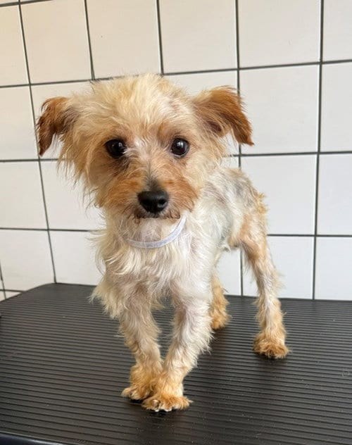 Photo of Stanley, adoptable Yorkshire Terrier Yorkie in Downey, California