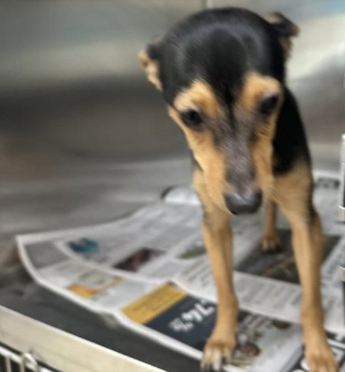 Photo of Freddy, adoptable Chihuahua in San Pedro, California
