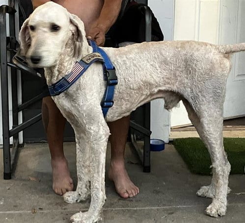 Photo of Superman, adoptable Labrador Retriever in Dallas, Texas