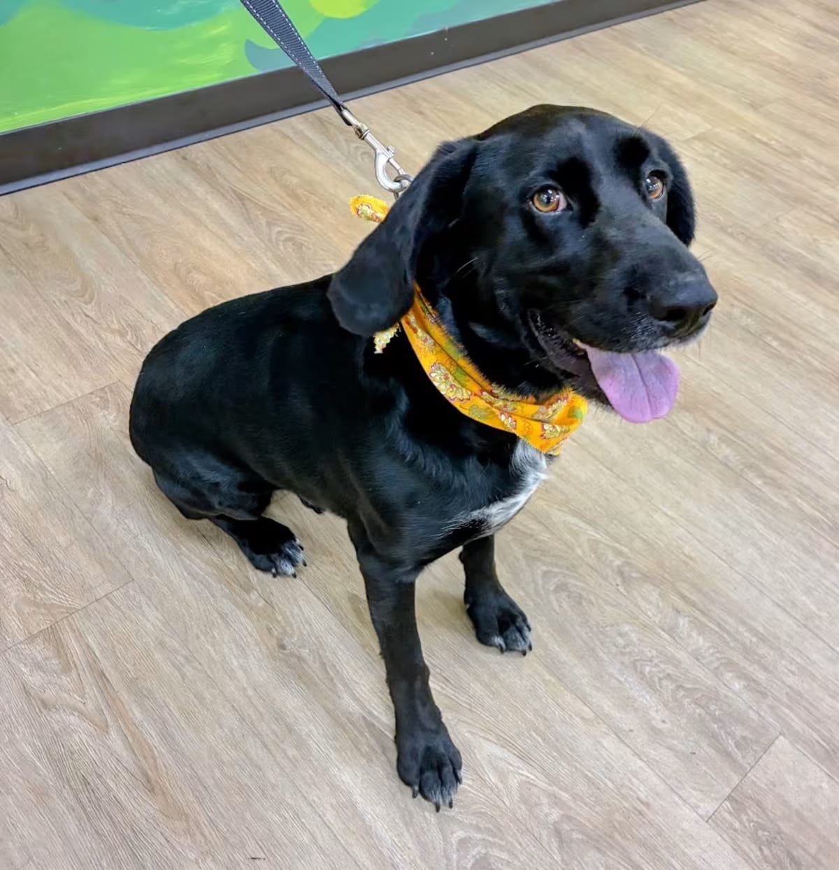 Photo of Charlie, adoptable Labrador Retriever/German Shorthaired Pointer in Lyndhurst, Virginia