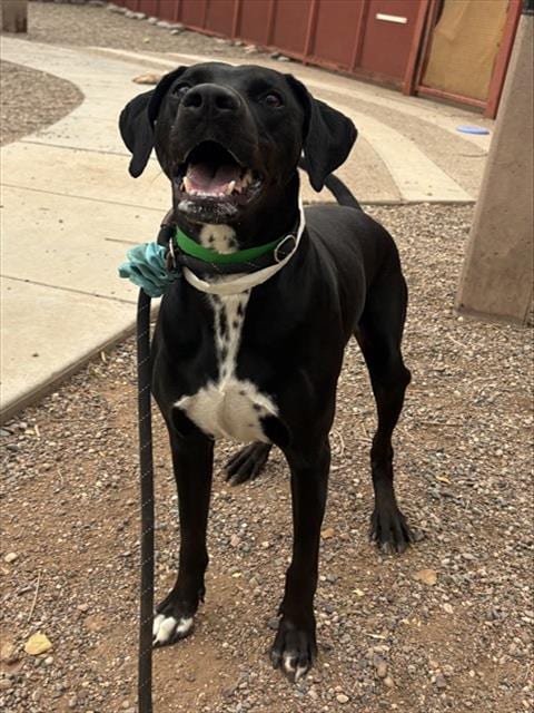 Photo of Blab, adoptable German Shorthaired Pointer in Phoenix, Arizona