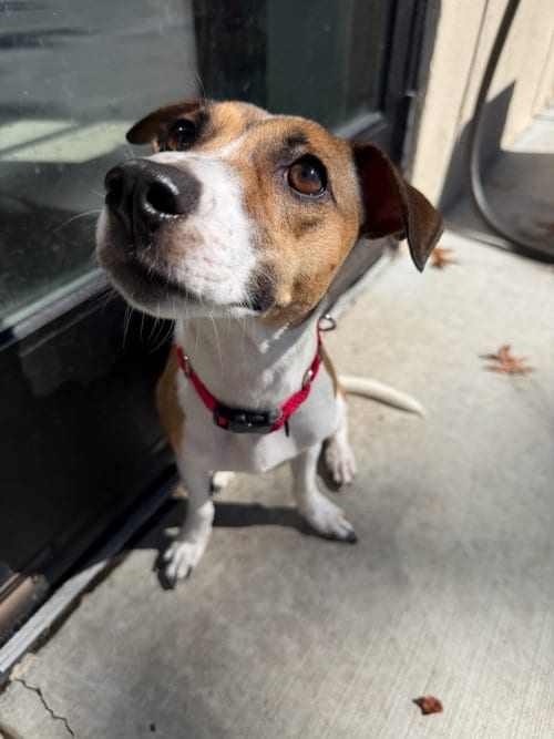 Photo of Angel, adoptable Jack Russell Terrier in Lancaster, Pennsylvania