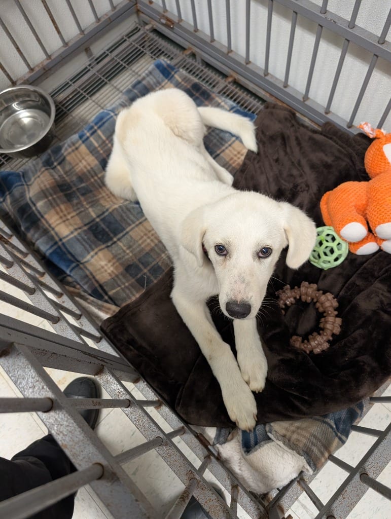 Photo of Lady, adoptable Great Pyrenees in Maysville, Kentucky