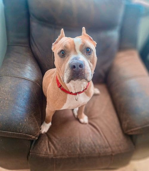 Photo of Eliana, adoptable American Pit Bull Terrier in Brewster, New York