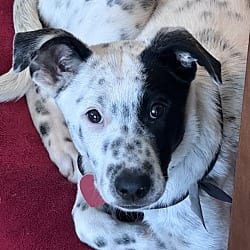 Photo of Domino, adoptable Australian Cattle Dog in Boulder, Colorado