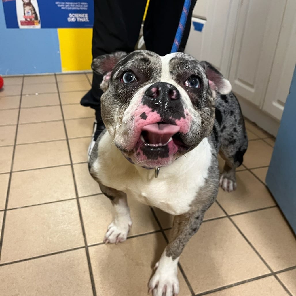Photo of Winnie, adoptable Bulldog / Mix in Fort Pierce, Florida