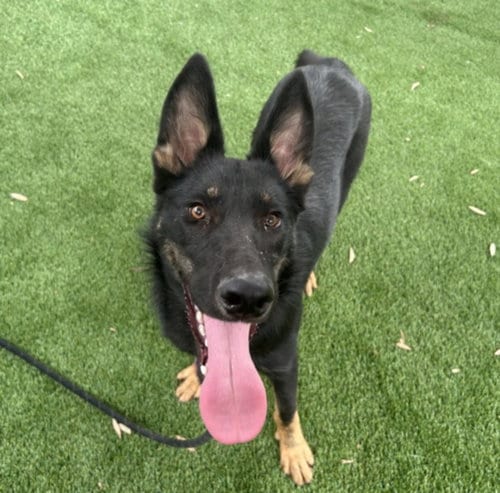 Photo of Ash, adoptable German Shepherd Dog in Los Angeles, California