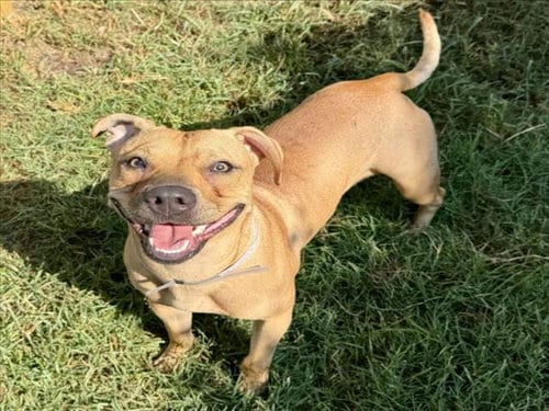 Photo of Toodles, adoptable Staffordshire Bull Terrier in Houston, Texas