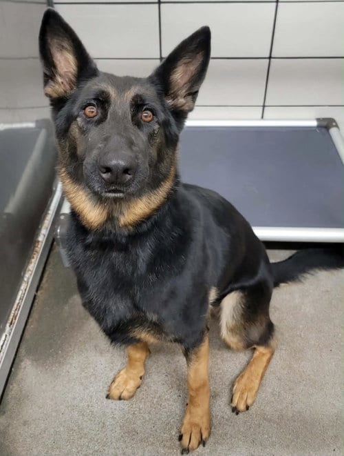Photo of River 1, adoptable German Shepherd Dog in Baltimore, Maryland