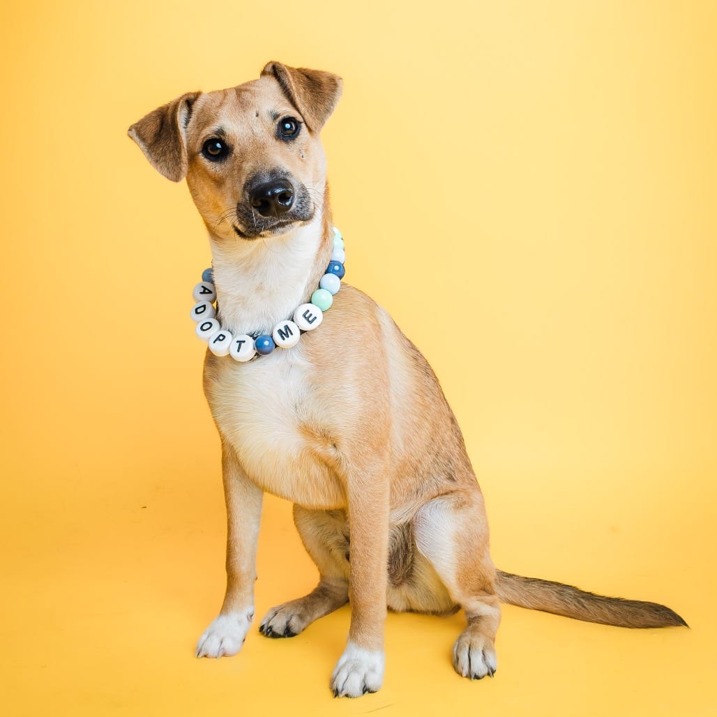 Photo of Sorrel, adoptable Beagle / Mountain Cur in Boonville, Missouri