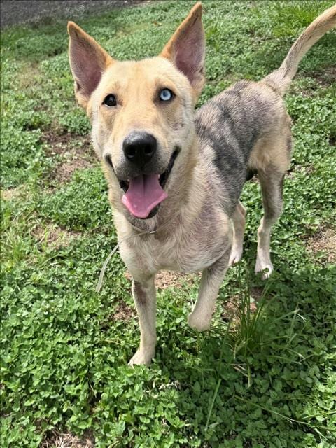 Photo of Kirby, adoptable German Shepherd Dog in Conroe, Texas