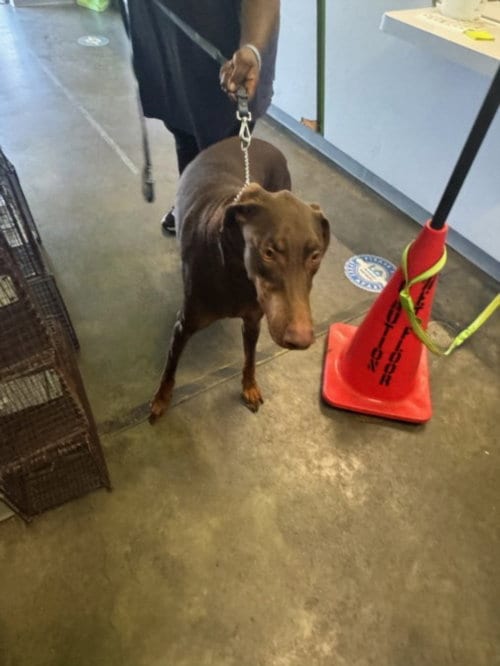Photo of Bruce Willis, adoptable Doberman Pinscher in Los Angeles, California