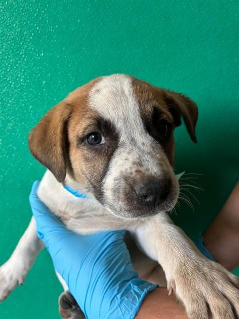 Photo of A256468, adoptable Queensland Heeler in Visalia, California