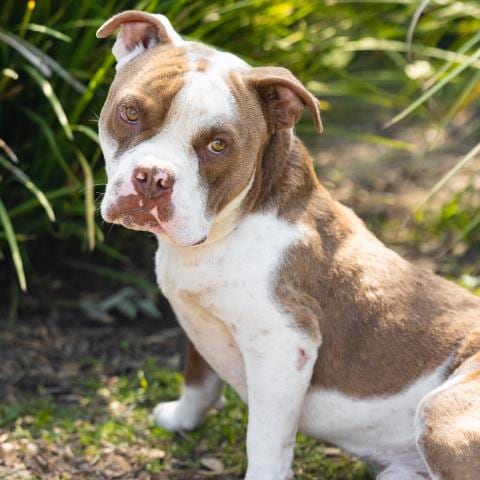 Photo of Dumpling, adoptable Pit Bull Terrier in Camarillo, California