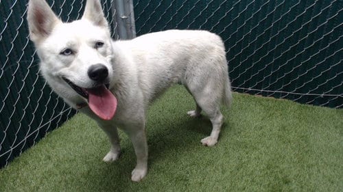 Photo of Marilyn, adoptable Siberian Husky in Downey, California