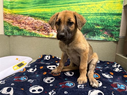 Photo of A554036, adoptable German Shepherd Dog in Moreno Valley, California