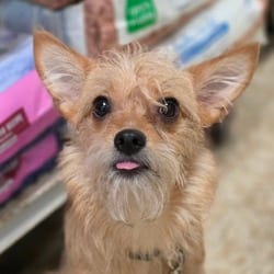 Photo of Lollipop PF, adoptable Yorkie, Yorkshire Terrier Mixed Breed (Small) in Baltimore, Maryland