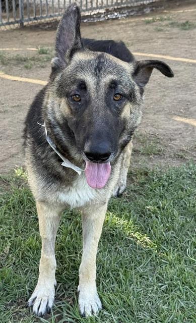 Photo of Jazzy, adoptable German Shepherd Dog in Riverside, California