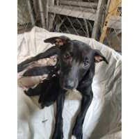 Photo of Flo, adoptable Terrier in Royal Palm Beach, Florida