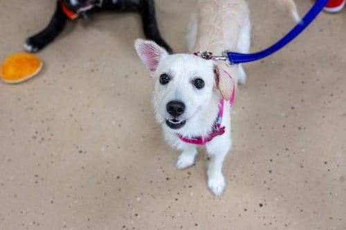 Photo of Mae Mae, adoptable Terrier in Mundelein, Illinois