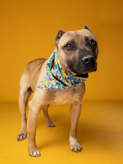 Photo of Pauly D., adoptable dog in Atlanta, Georgia