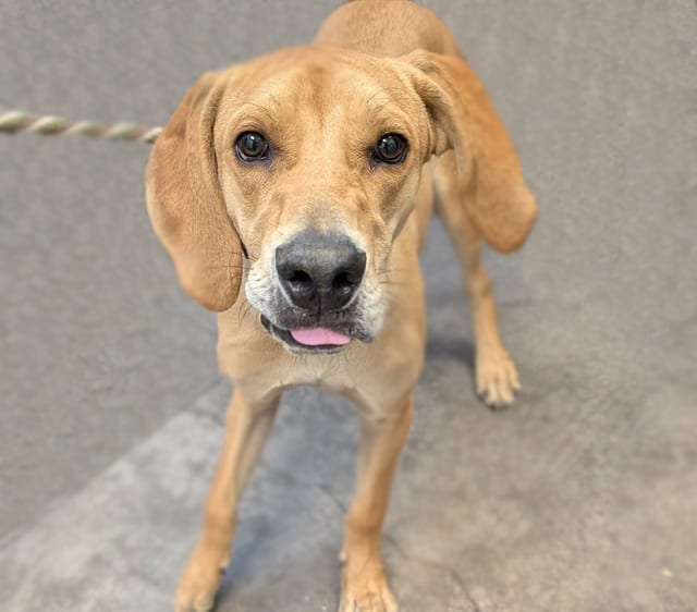 Photo of King, adoptable dog