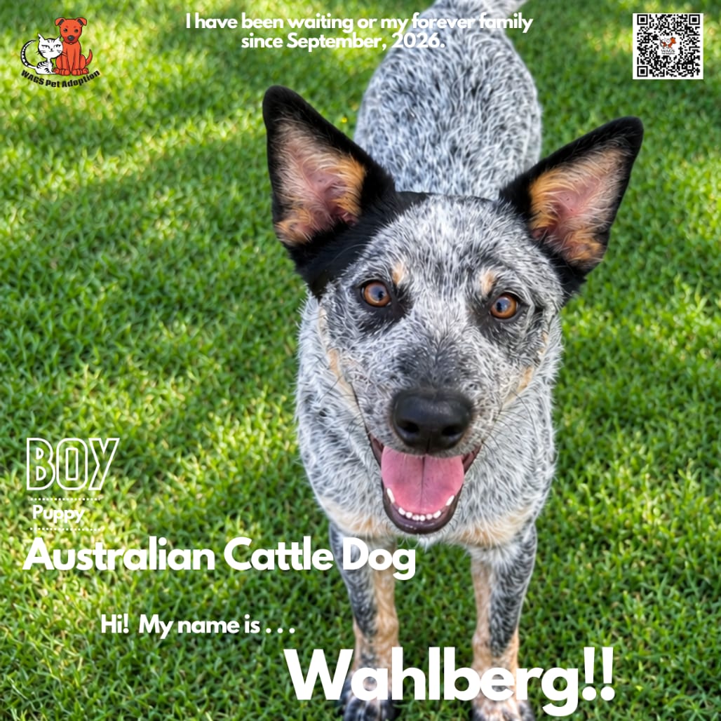 Photo of Wahlberg, adoptable Cattle Dog, Australian (Blue Heeler) in Westminster, California
