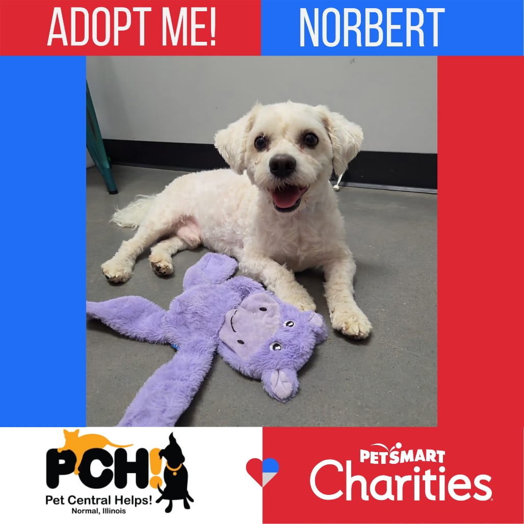 Photo of Norbert, adoptable Bichon Frise in Normal, Illinois