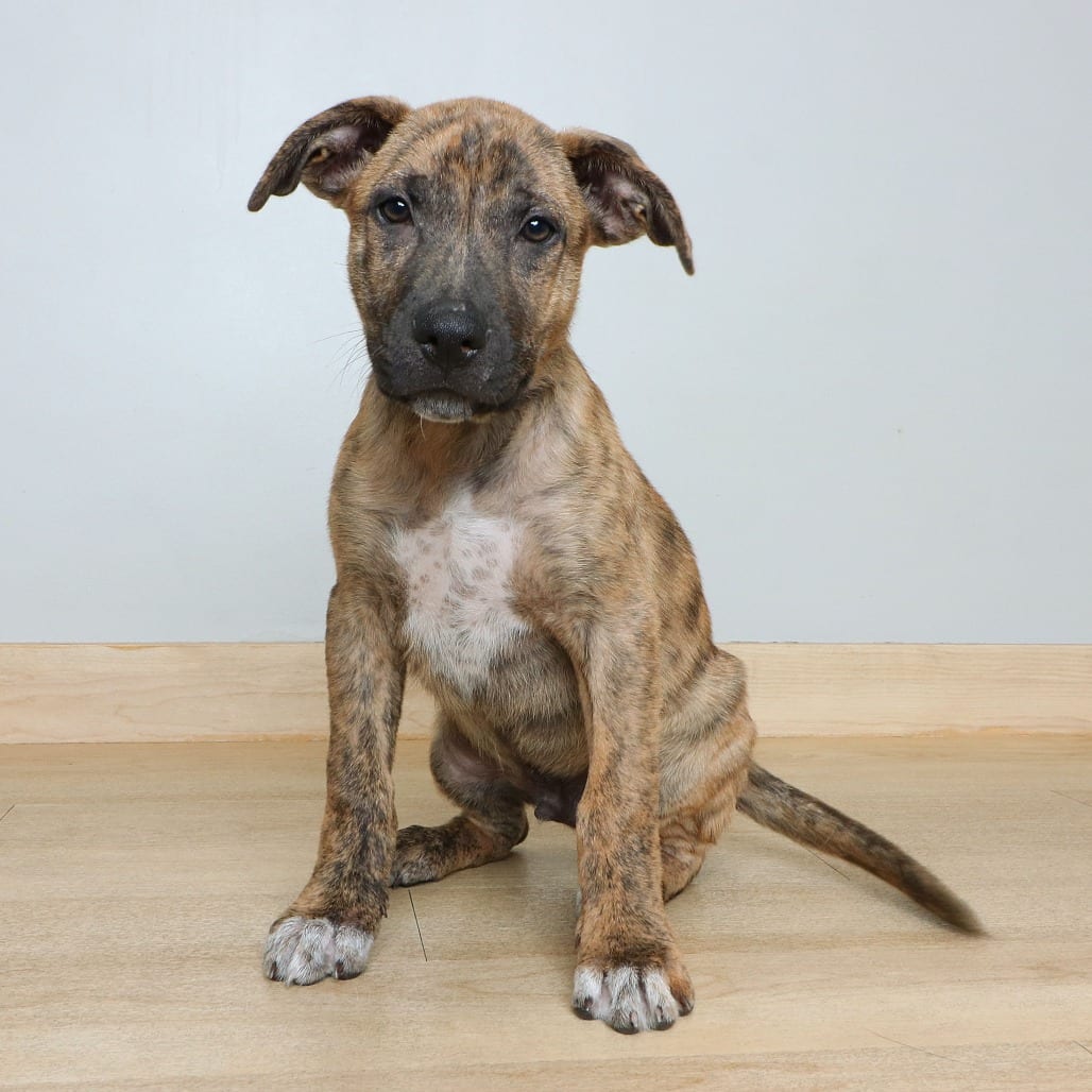 Photo of Link D70886, adoptable Terrier, American Pit Bull / Shepherd, German in Minnesota, Minnesota