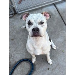 Photo of Barney, adoptable American Pit Bull Terrier in Washington, North Carolina