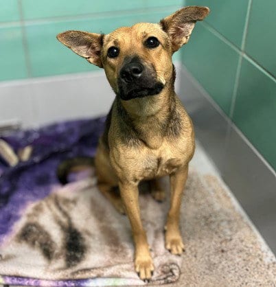 Photo of Baley, adoptable German Shepherd Dog in Houston, Texas