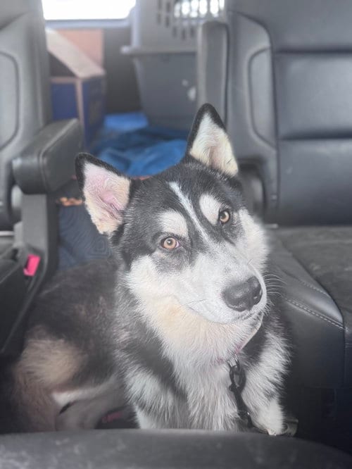 Photo of Markus, adoptable Siberian Husky in Roswell, Georgia