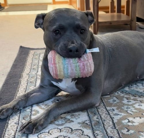 Photo of Grayson, adoptable American Staffordshire Terrier in Sheboygan, Wisconsin