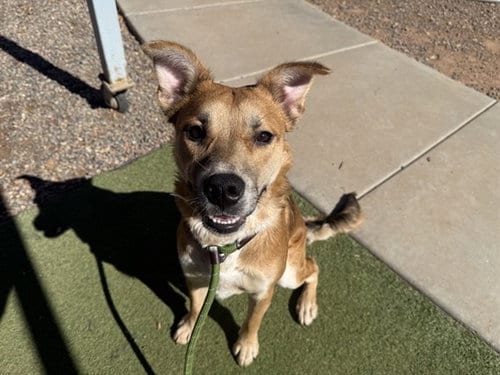 Photo of Mustard, adoptable German Shepherd Dog in Phoenix, Arizona