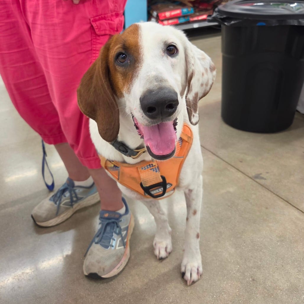 Photo of Madra, adoptable Cattle Dog, Australian (Red Heeler) / Pointer in Normal, Illinois