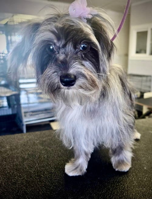 Photo of Ivy, adoptable Shih Tzu in Santa Clarita, California